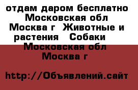 отдам даром бесплатно - Московская обл., Москва г. Животные и растения » Собаки   . Московская обл.,Москва г.